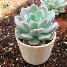 Echeveria