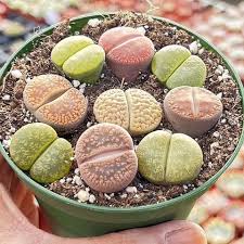 Lithops (Đá sống)